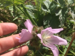 Sidalcea calycosa rhizomata