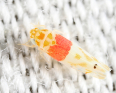 Eratoneura osborni