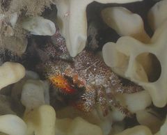 Acantholithodes hispidus