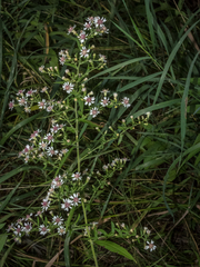 Symphyotrichum lateriflorum lateriflorum