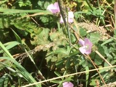 Sidalcea calycosa rhizomata