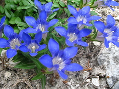 Gentiana septemfida grossheimii