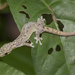 Indo-Pacific Slender Gecko - Photo (c) budak, some rights reserved (CC BY-NC), uploaded by budak