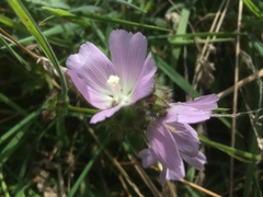 Sidalcea calycosa rhizomata