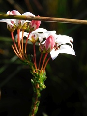 Adenandra marginata