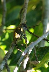 Golden-Spangled Piculet photo 2