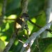 Golden-spangled Piculet - Photo (c) guilherme jofili, some rights reserved (CC BY)