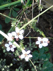 Adenandra marginata