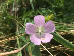 Sidalcea calycosa rhizomata
