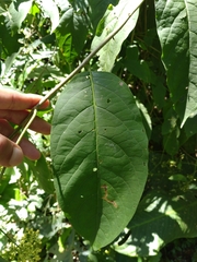 Aegiphila panamensis