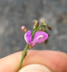 Desmodium glabellum