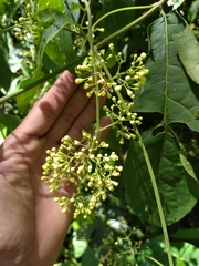 Aegiphila panamensis