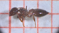 Crematogaster sordidula