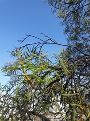 Acacia oswaldii