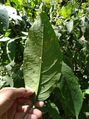 Aegiphila panamensis