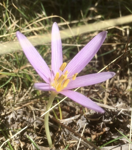 Colchicum rausii