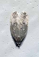 Inga obscuromaculella
