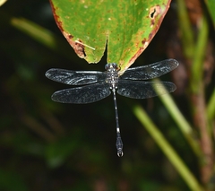 Phyllogomphoides