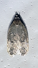 Inga obscuromaculella