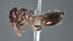 Crematogaster sordidula