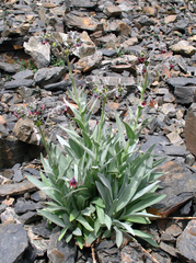 Cynoglossum holosericeum