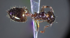 Crematogaster sordidula