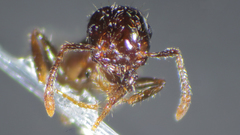 Crematogaster sordidula