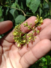 Aegiphila panamensis