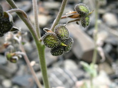 Cynoglossum holosericeum