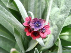 Cynoglossum holosericeum