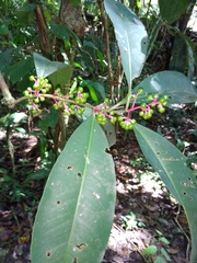 Myrsinoideae