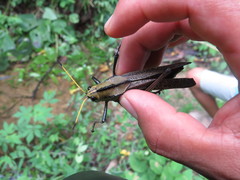 Taeniopoda citricornis