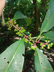 Myrsinoideae