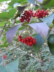 Viburnum