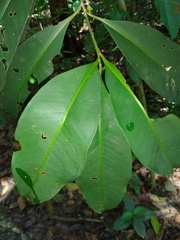 Myrsinoideae