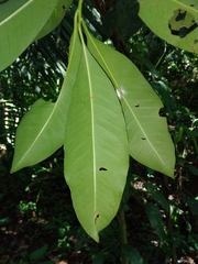 Myrsinoideae