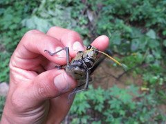 Taeniopoda citricornis