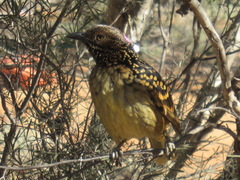 Chlamydera guttata