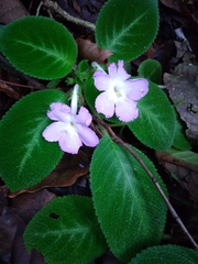 Episcia lilacina