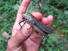 Taeniopoda citricornis