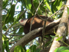 Gallirallus castaneoventris