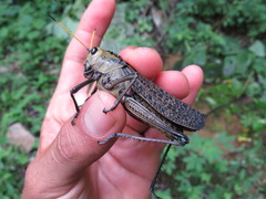 Taeniopoda citricornis
