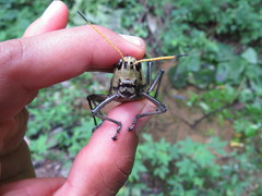 Taeniopoda citricornis