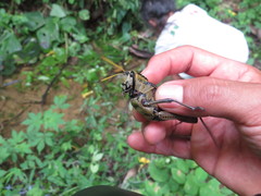 Taeniopoda citricornis