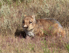 Lasiorhinus latifrons