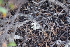 Lysimachia linum-stellatum
