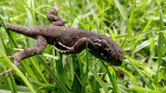 Sauria