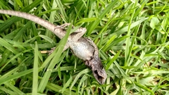 Sauria