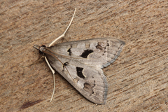 Mecyna asinalis