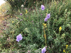 Scabiosa canescens